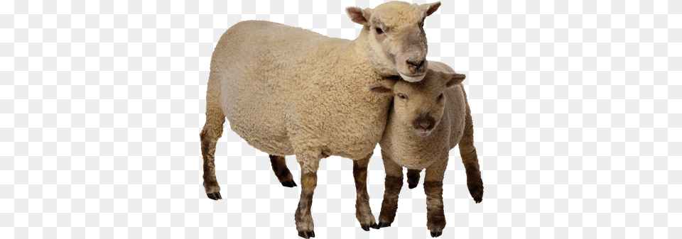 Sheep Mother And Baby Eyelike Stickers On The Farm Book, Animal, Livestock, Mammal Free Png Download
