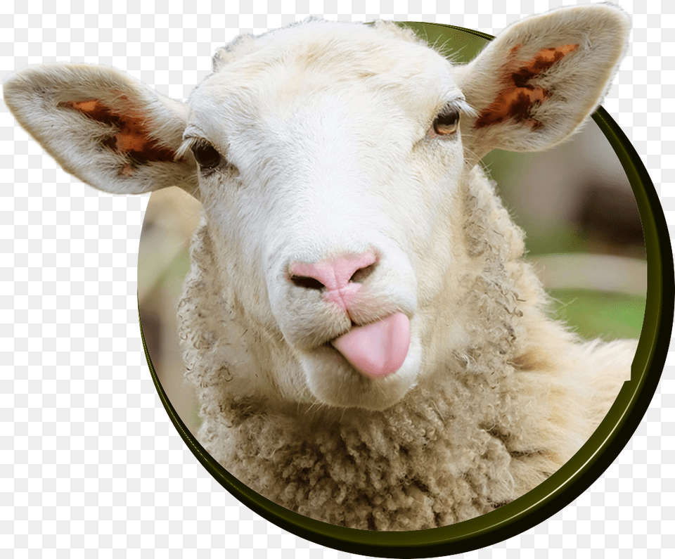Sheep Ovelha De Lingua De Fora, Animal, Livestock, Mammal, Photography Png