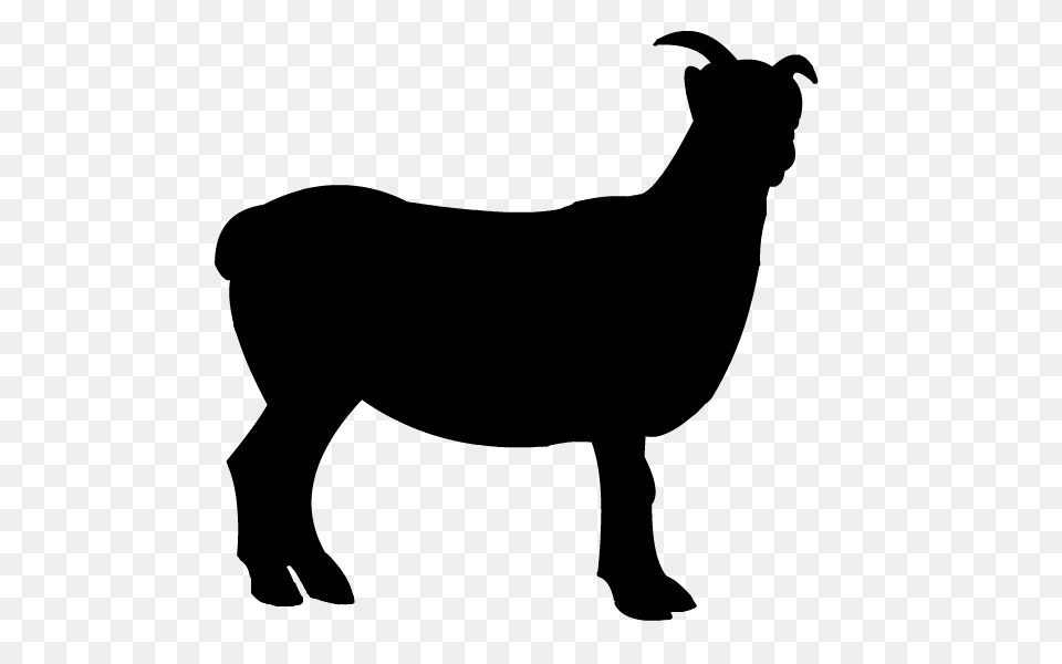 Sheep Pictures Gray Free Png