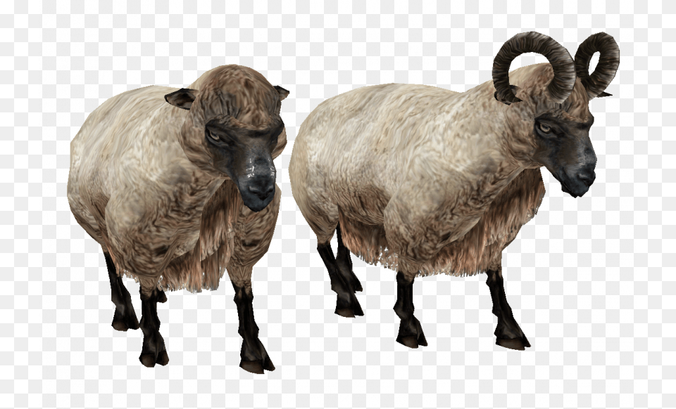 Sheep Ram Transparent Background, Animal, Livestock, Mammal, Bird Png Image