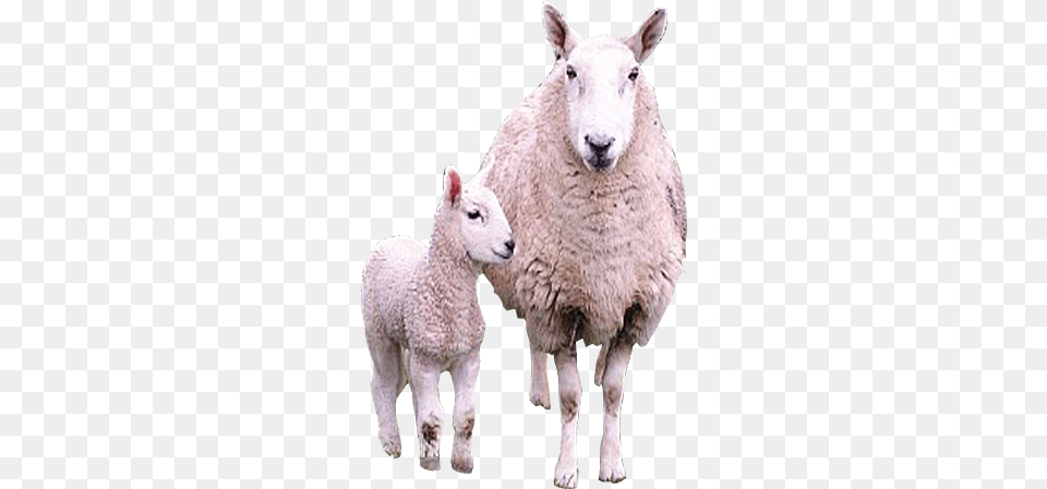 Sheep Sheep And Lamb, Animal, Livestock, Mammal Free Transparent Png