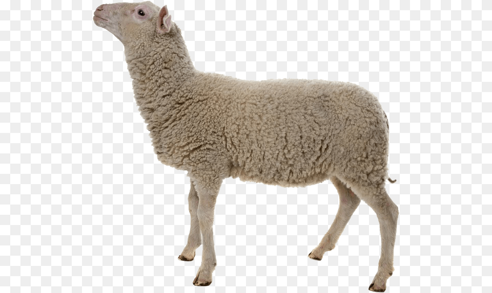 Sheep Sheep On White Background, Animal, Livestock, Mammal Png