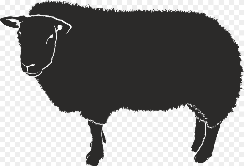 Sheep Silhouette Black Isolated Form Animal Shadow Sheep Shadow, Livestock, Mammal, Person Free Png