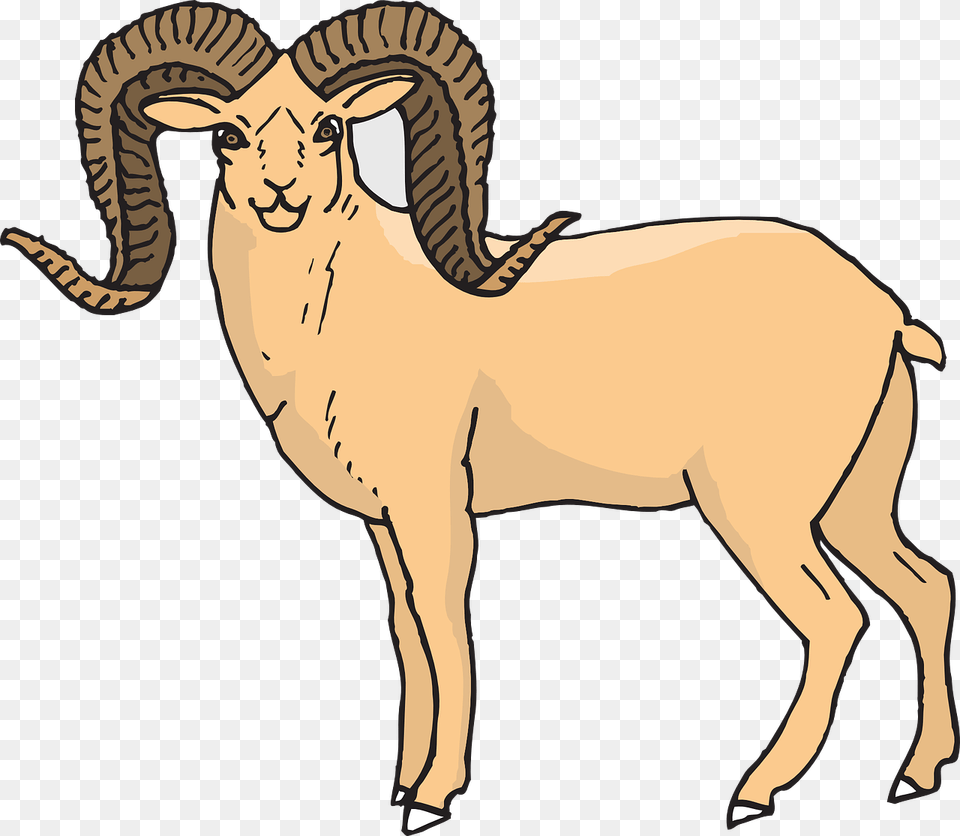 Sheep Standing Horns Photo Desert Bighorn Sheep Clipart, Animal, Mammal, Adult, Male Free Png Download