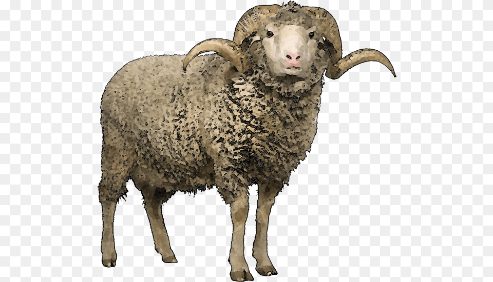 Sheep Transparent Background Sheep With Horns, Animal, Livestock, Mammal, Bear Png Image