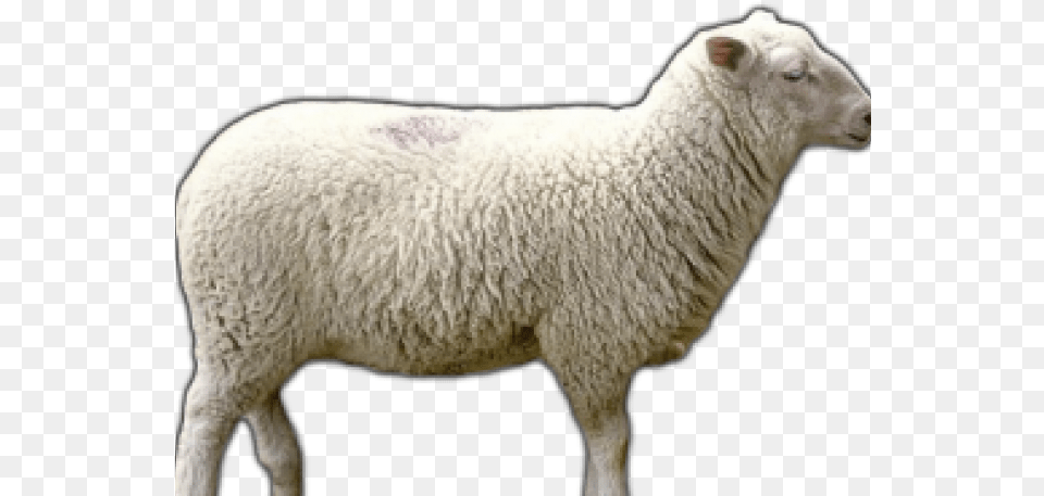 Sheep Transparent Images Merino, Animal, Livestock, Mammal Free Png