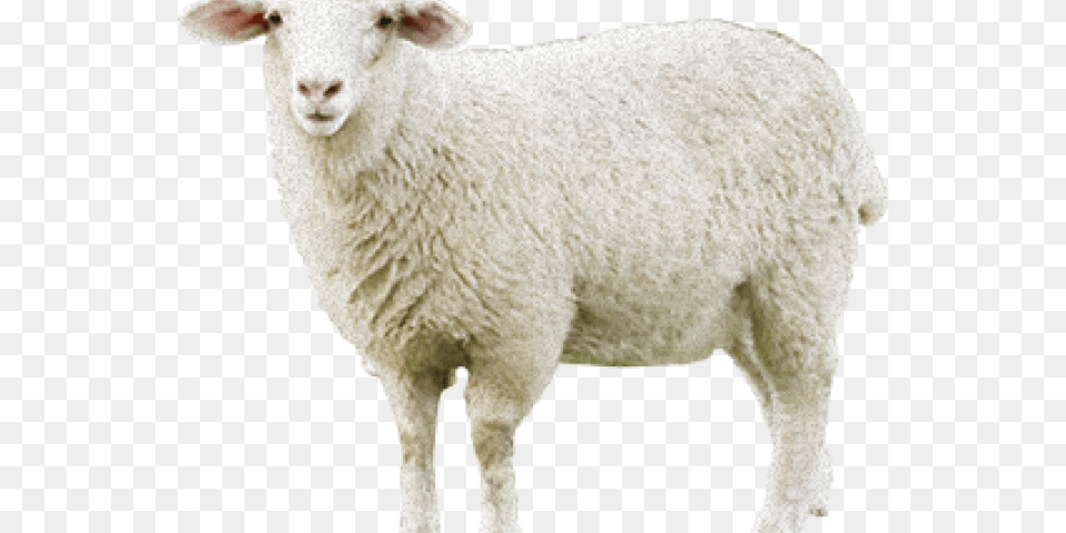 Sheep Transparent Images Sheep, Animal, Livestock, Mammal Png