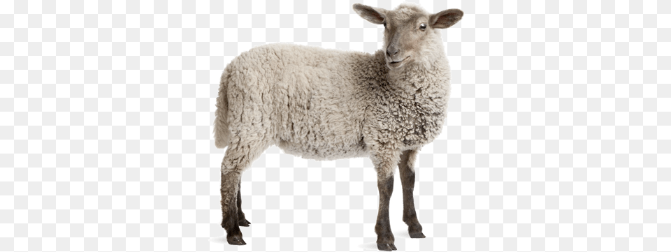 Sheep White Background Google Search Lamb Sheep With No Background, Animal, Livestock, Mammal Free Transparent Png