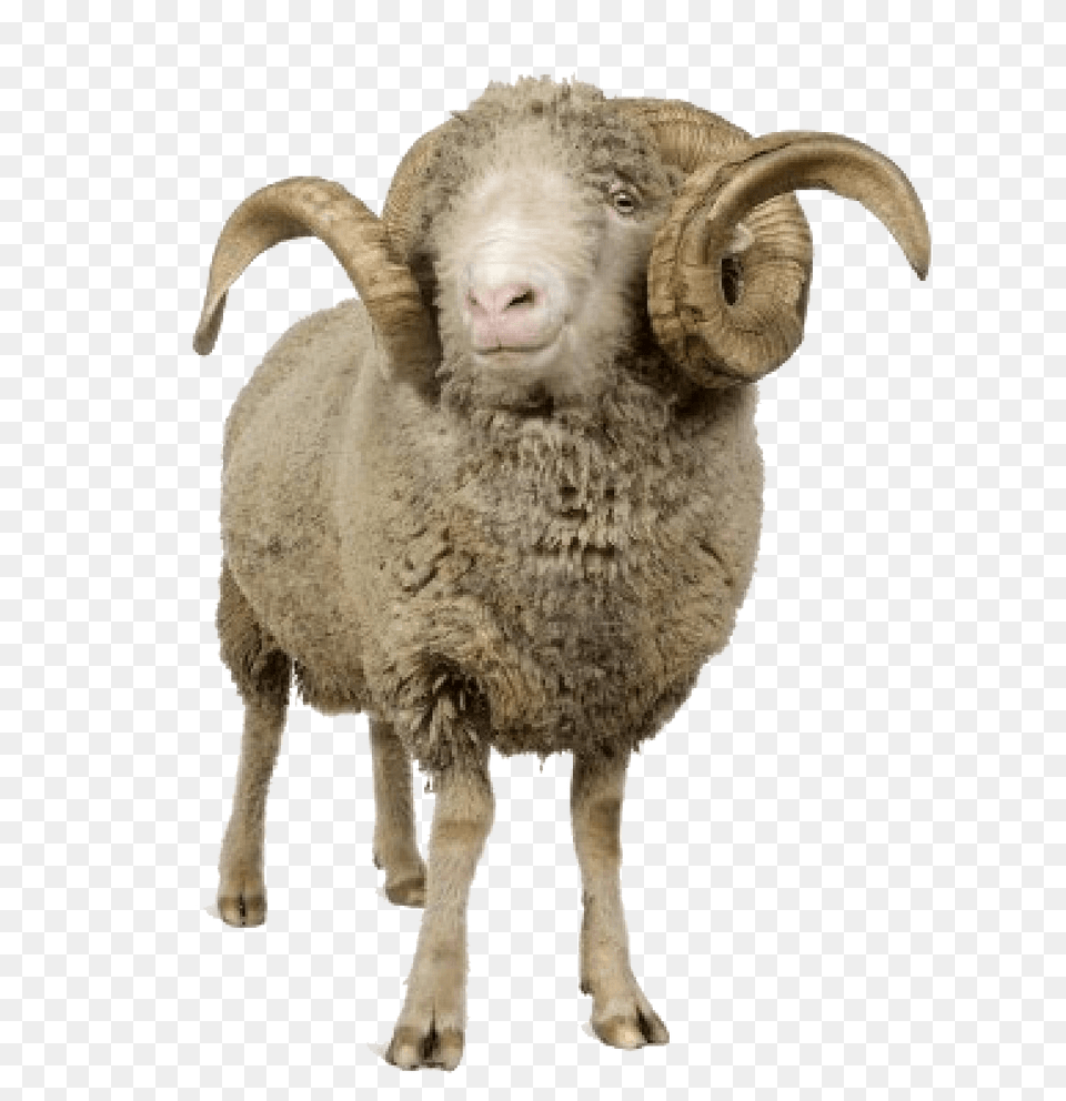 Sheep With Horns, Animal, Livestock, Mammal Png Image
