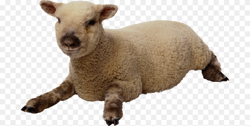 Sheep With Transparent Background, Animal, Livestock, Mammal Png