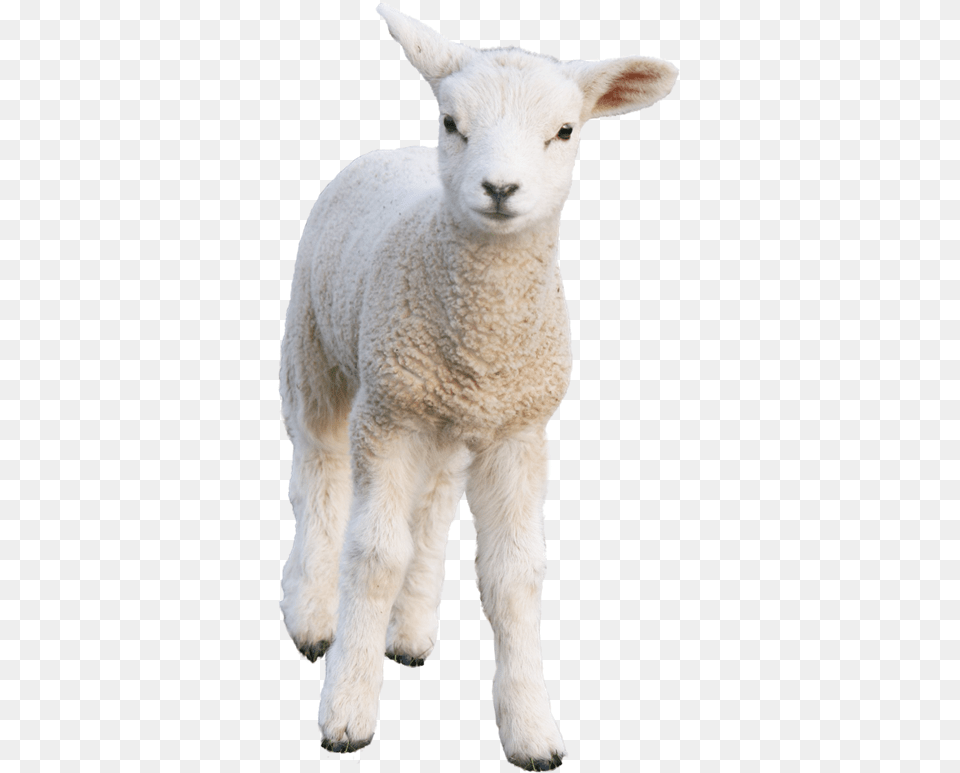 Sheeppng Spring Colors Animals Goat Transparent Background, Animal, Livestock, Mammal, Sheep Free Png Download