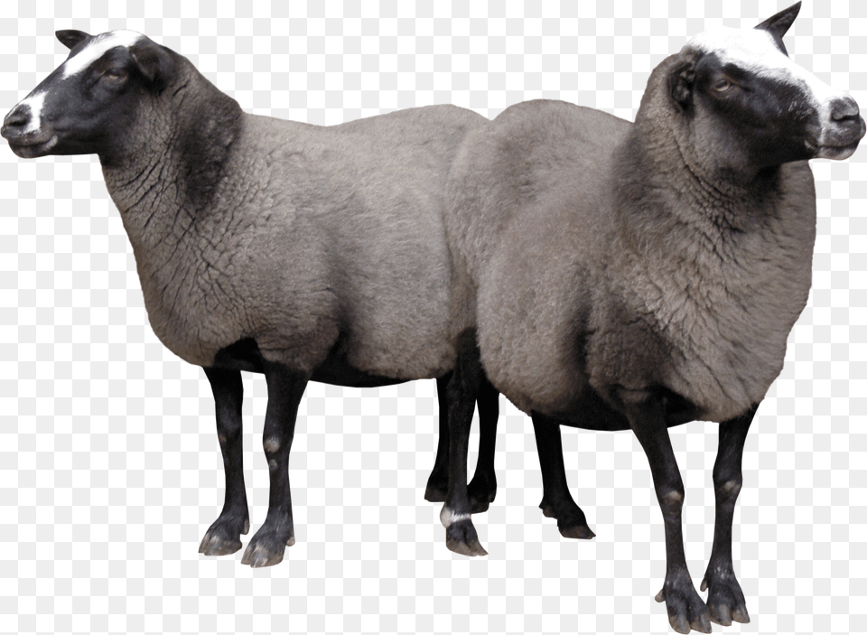 Sheeps Free Png Download