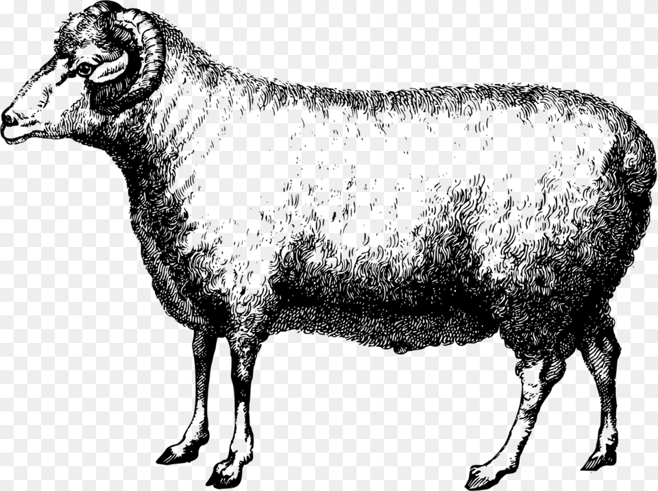 Sheepterrestrial Animalgoat Antelope Sheep Merino, Gray Free Png Download