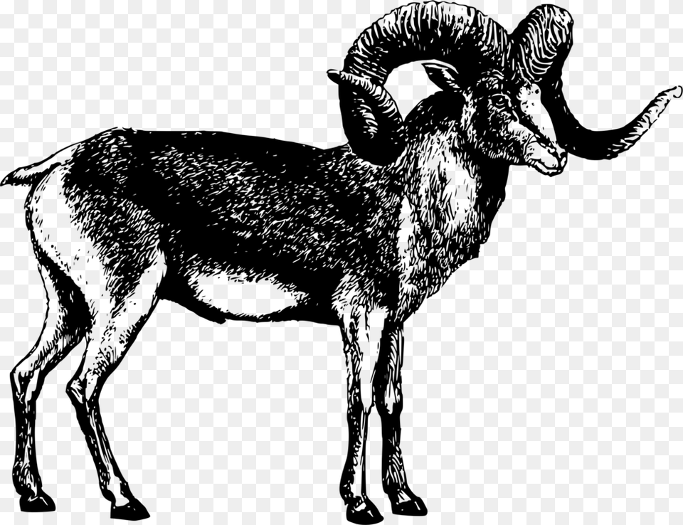 Sheepwildlifecattle Like Mammal Marco Polo Sheep, Gray Free Png