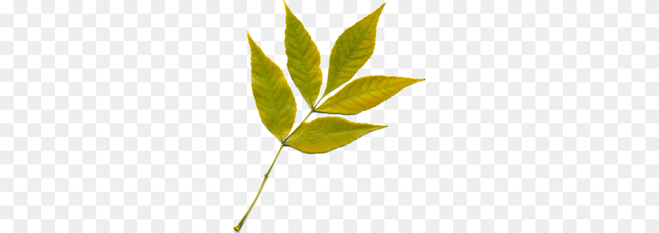 Sheet Leaf, Plant, Tree, Person Free Transparent Png
