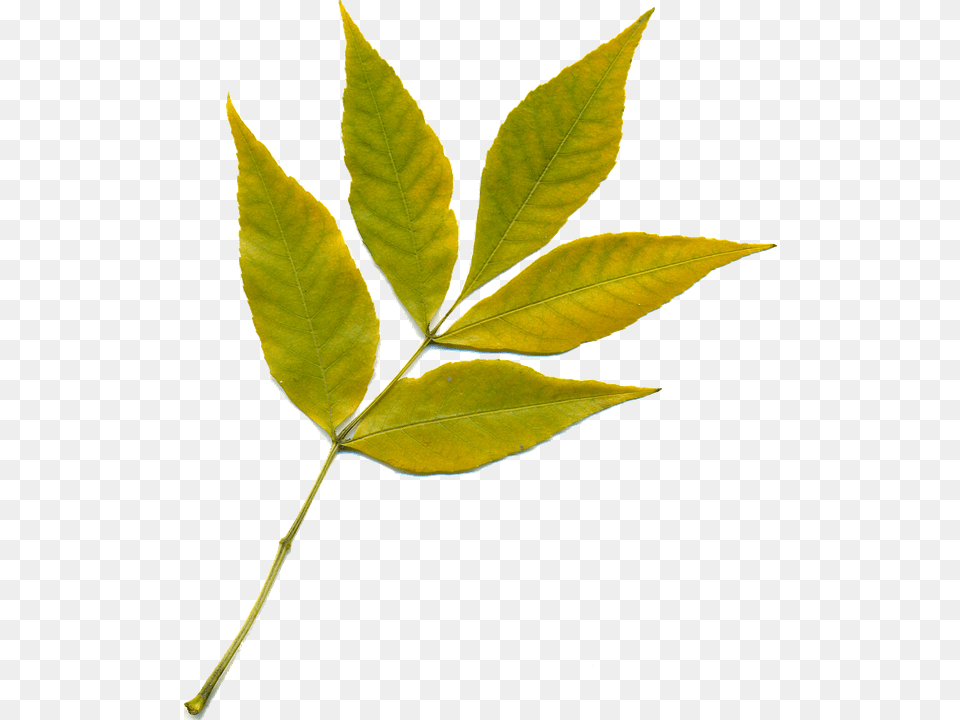 Sheet Leaf, Plant, Tree Free Png Download
