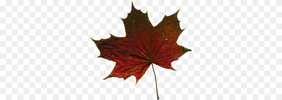 Sheet Leaf, Plant, Tree, Maple Free Png Download