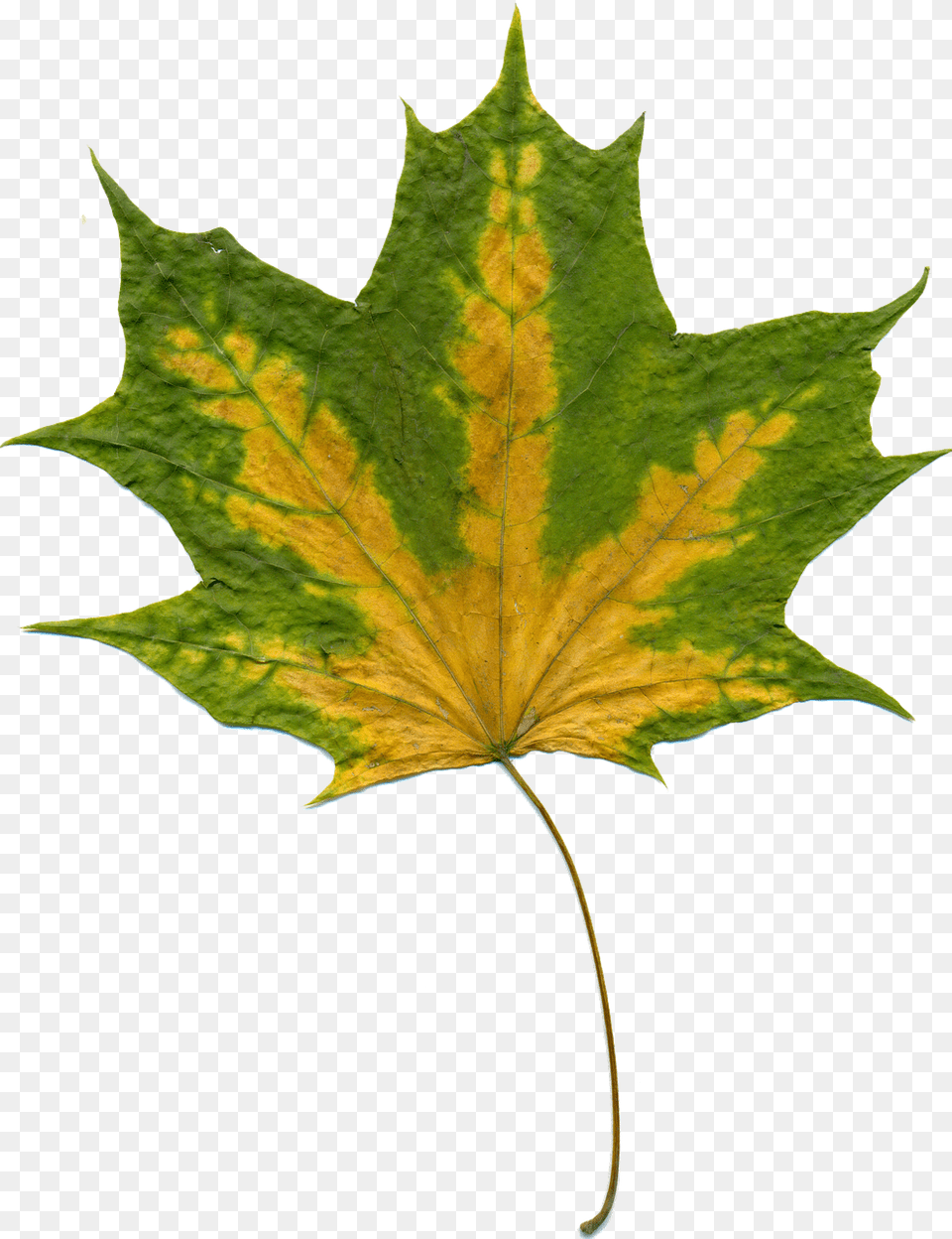 Sheet Leaf, Plant, Tree, Maple Leaf Free Png Download