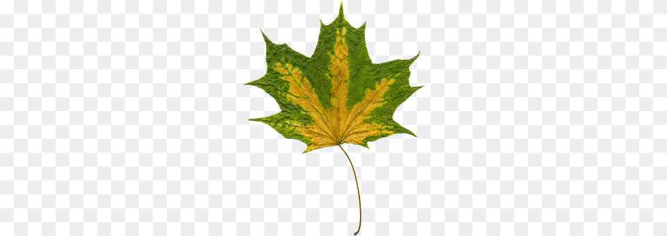 Sheet Leaf, Plant, Tree, Maple Leaf Free Png