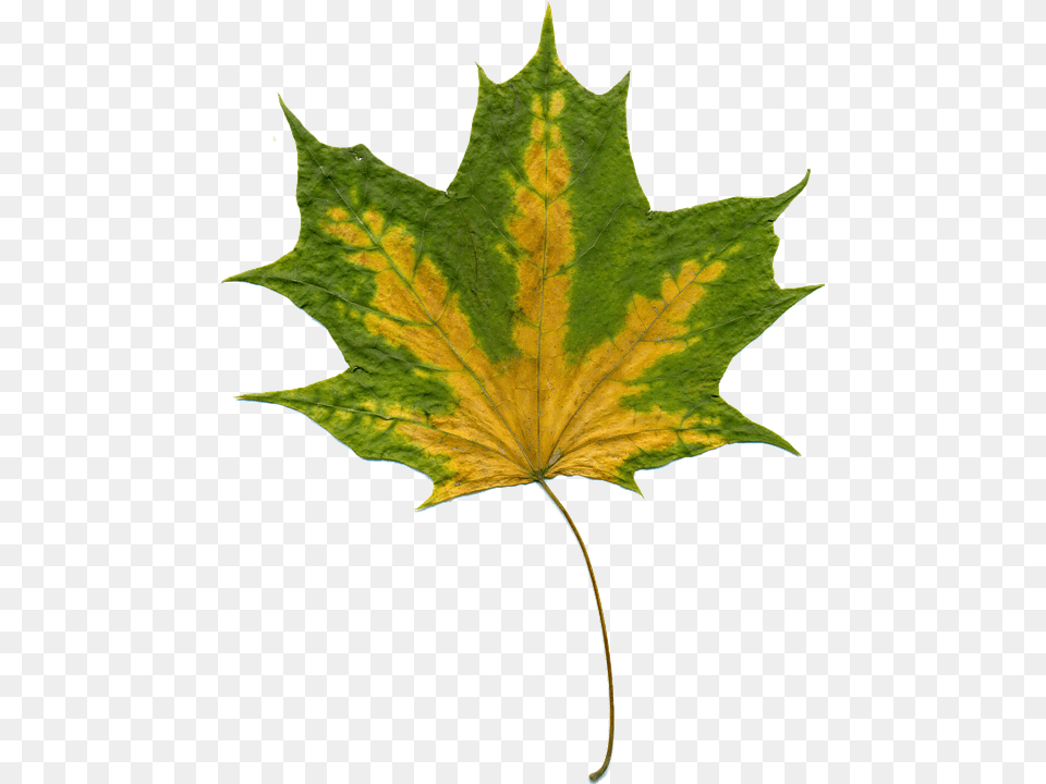 Sheet Leaf, Plant, Tree, Maple Leaf Png
