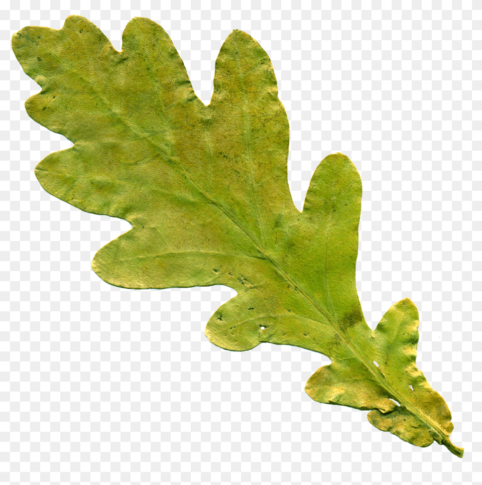 Sheet Leaf, Plant, Tree Free Transparent Png