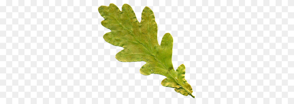 Sheet Leaf, Plant, Tree, Food Png Image