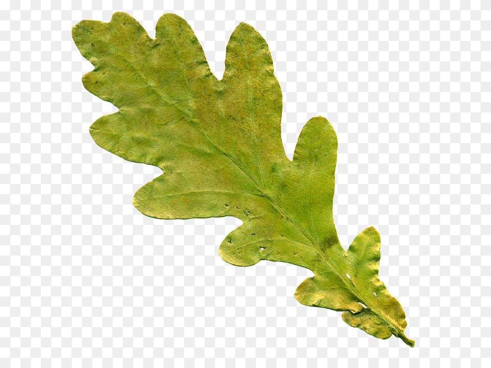 Sheet Leaf, Plant, Tree Png Image