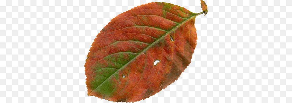 Sheet Leaf, Plant Free Png