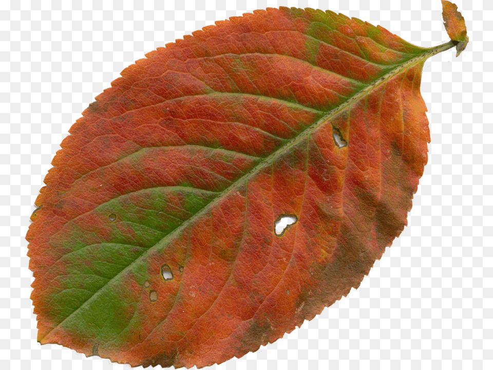 Sheet Leaf, Plant Png