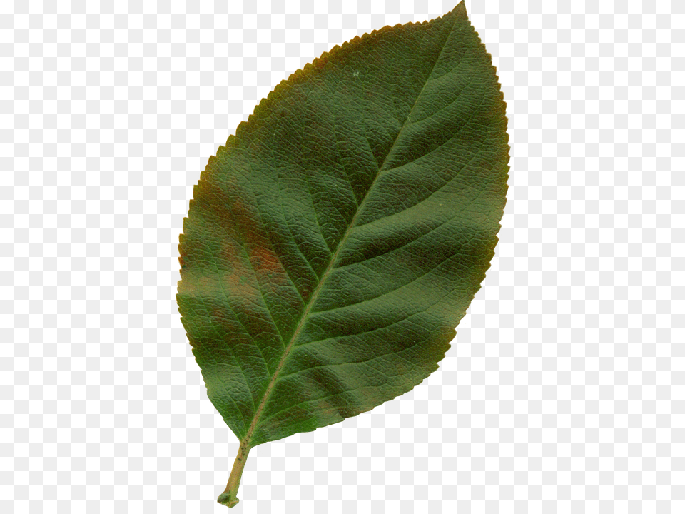 Sheet Leaf, Plant Png Image