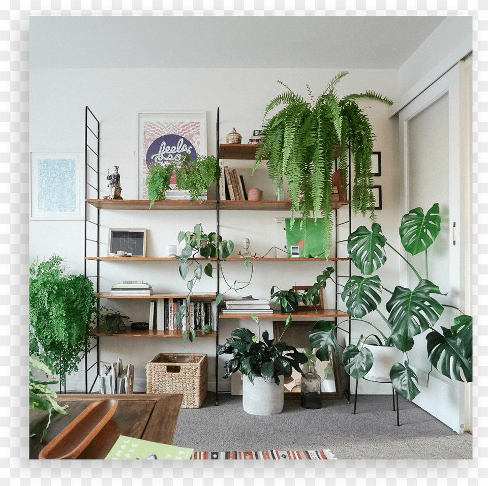 Shelf, Architecture, Room, Potted Plant, Plant Free Png Download