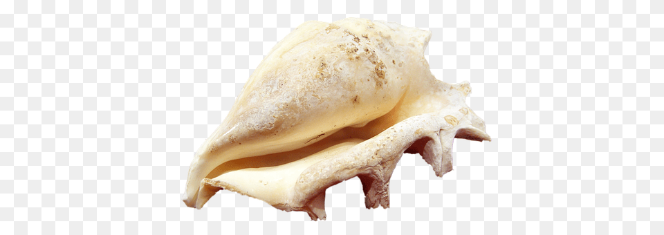 Shell Animal, Invertebrate, Sea Life, Seashell Png Image