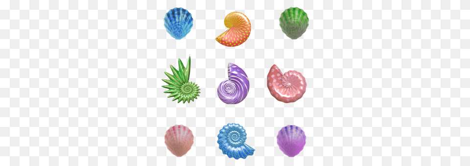 Shell Animal, Clam, Food, Invertebrate Free Png