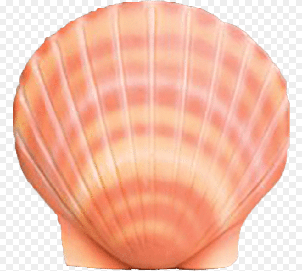 Shell, Animal, Clam, Food, Invertebrate Png