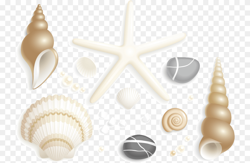 Shell, Animal, Invertebrate, Sea Life, Seashell Png Image