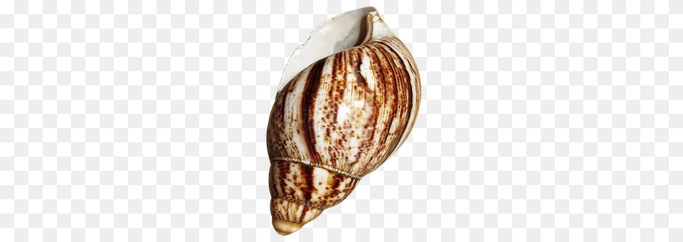 Shell Animal, Invertebrate, Sea Life, Seashell Free Png Download