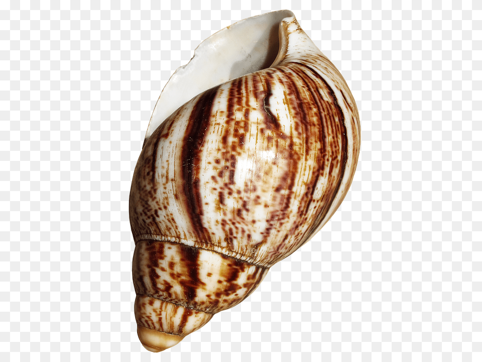 Shell Animal, Invertebrate, Sea Life, Seashell Free Transparent Png
