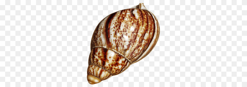 Shell Animal, Invertebrate, Sea Life, Seashell Free Png