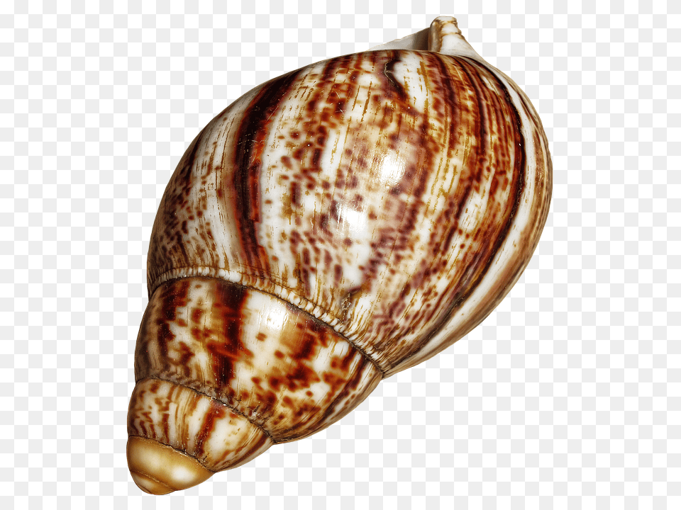 Shell Animal, Invertebrate, Sea Life, Seashell Png Image