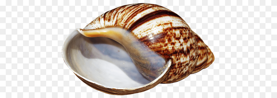 Shell Animal, Clam, Food, Invertebrate Png