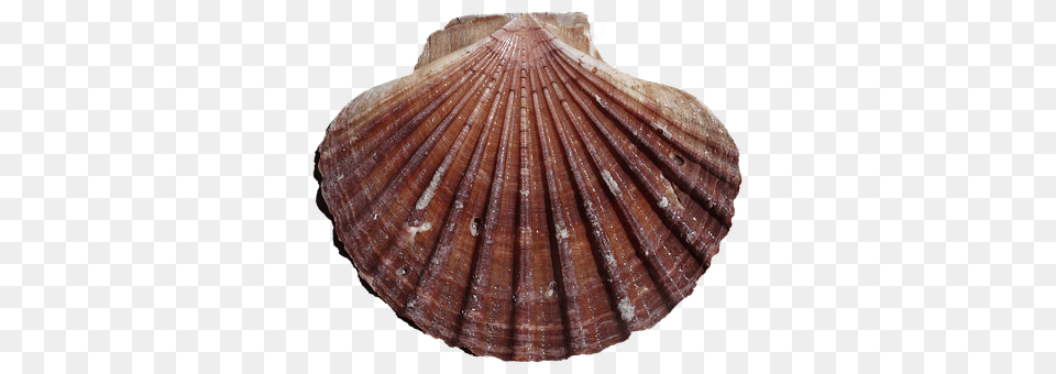 Shell Animal, Clam, Food, Invertebrate Free Png Download