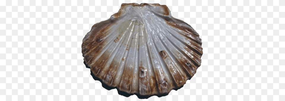 Shell Animal, Clam, Food, Invertebrate Png