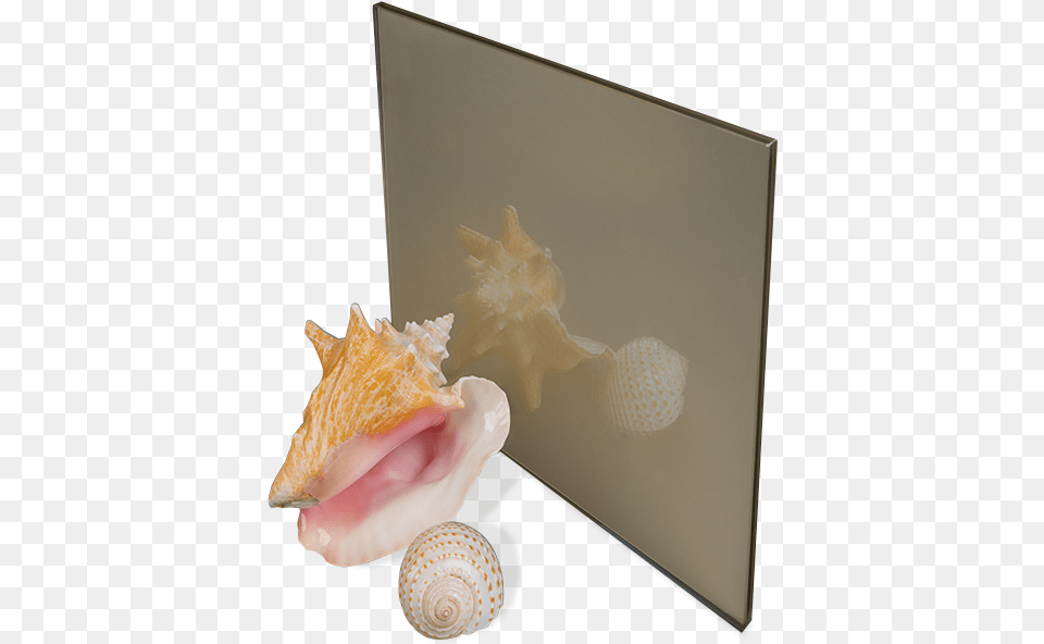 Shell, Animal, Invertebrate, Sea Life, Seashell Png Image