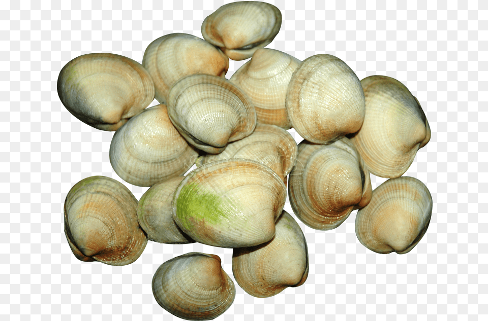 Shell, Animal, Clam, Food, Invertebrate Free Transparent Png
