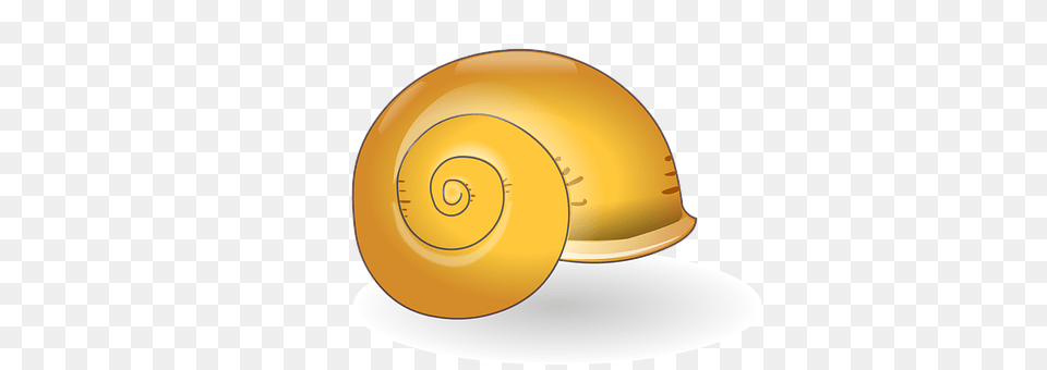 Shell Disk, Animal, Invertebrate, Snail Png