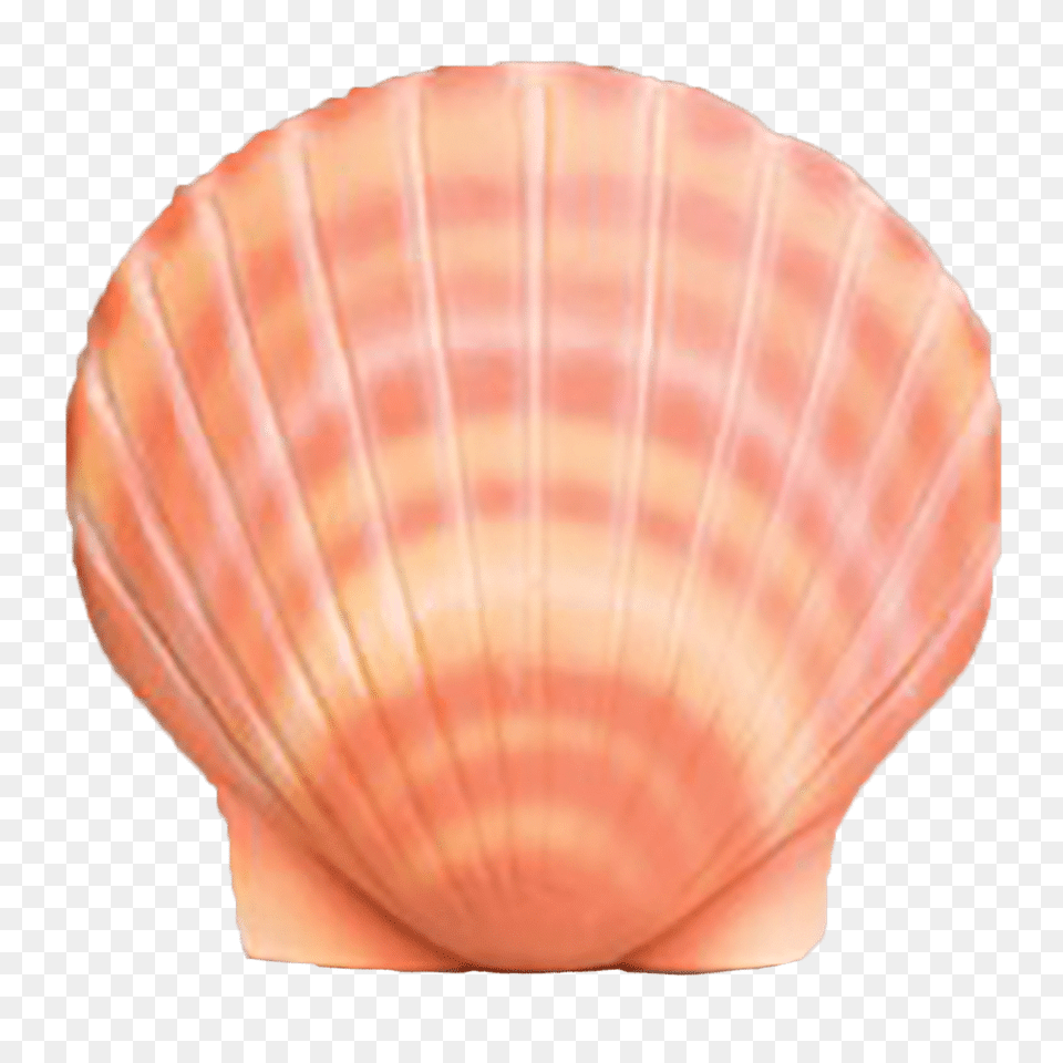 Shell, Animal, Clam, Food, Invertebrate Free Png