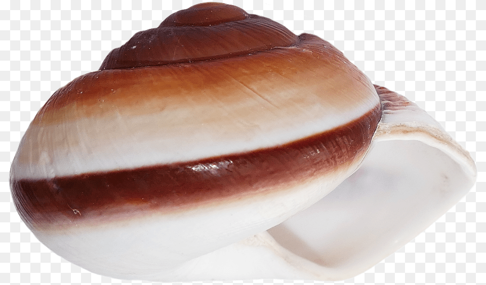 Shell, Animal, Invertebrate, Sea Life, Seashell Free Png Download