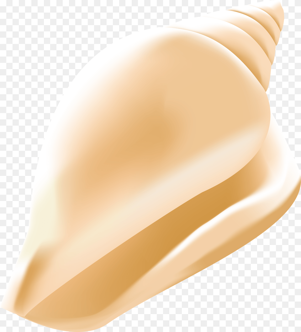 Shell Png Image