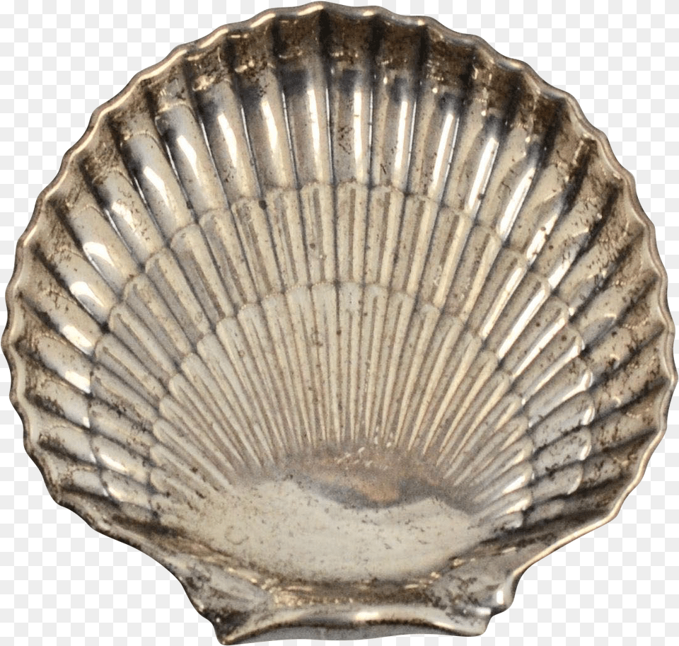 Shell, Animal, Clam, Food, Invertebrate Png Image
