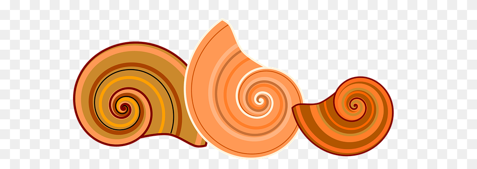 Shell Spiral, Animal, Invertebrate, Sea Life Free Png Download